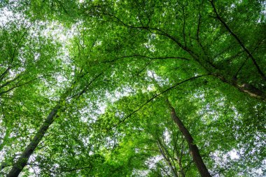 Güneşli ormanlı yaz manzarası