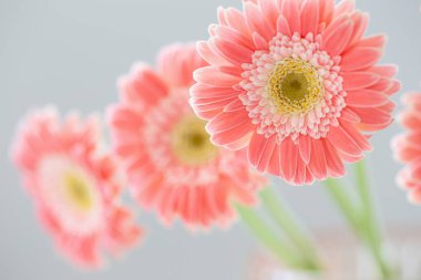 Pembe Gerber çiçekleri. Yakın plan.