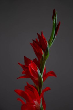 Koyu mavi arkaplanda kırmızı gladiolus