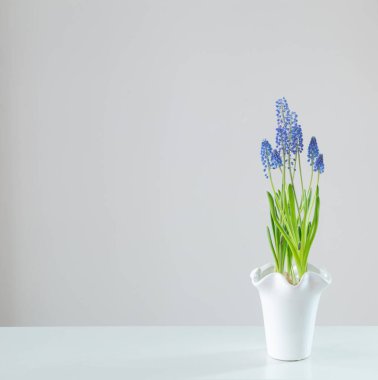 Beyaz arkaplanda mavi muscari çiçeği