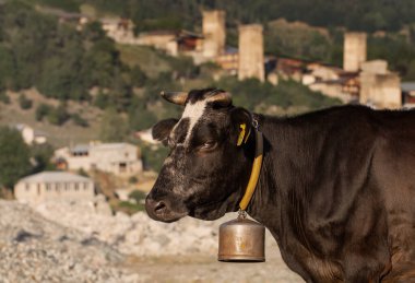 Svaneti, Georgia 'da, Mestia şehrinin caddesindeki inek.