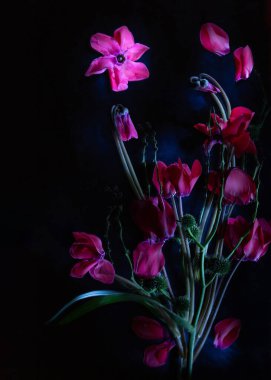 Koyu arkaplanda pembe siklamen çiçekleri