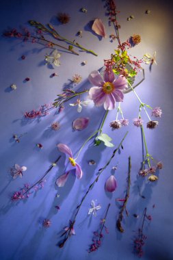 Pembe ve beyaz yaz çiçekleri mor arka planda gün ışığında