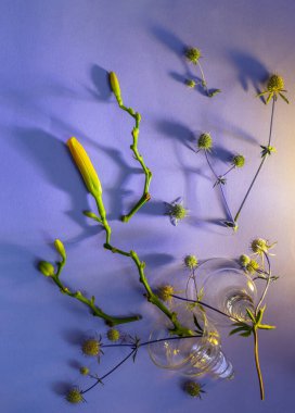 yaz çiçekleri mor arka planda güneş ışığında