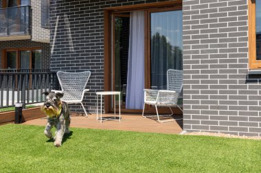 Mutlu köpek güneşli bir yaz gününde terasta 