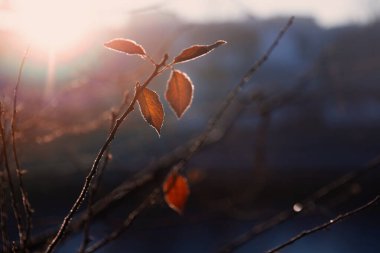 Sarı sonbahar yaprağı koyu mavi arkaplanda güneş ışığında donuyor. 