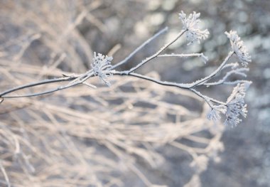 Kış arkaplanı güneş ışığındaki buzullarda bitkilerle donuyor.