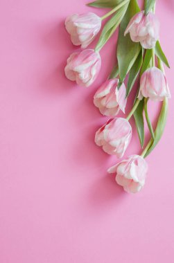 Pembe kağıt arkaplanda pembe laleler