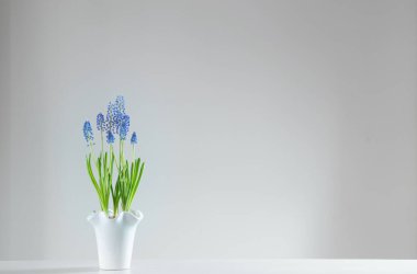 Beyaz arkaplanda mavi muscari çiçeği