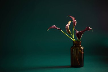 Koyu arkaplanda vazoda mor zambak