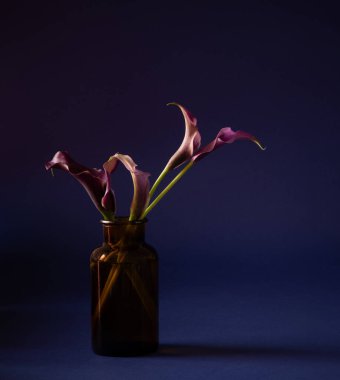 Koyu arkaplanda vazoda mor zambak