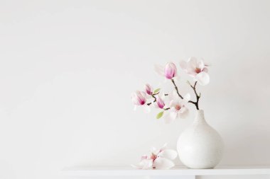 Beyaz arkaplanda vazoda manolya çiçekleri