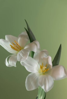 Yeşil arka planda beyaz güzel laleler