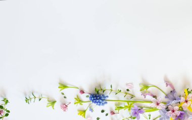 Beyaz arka planda yabani bahar çiçekleri