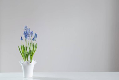Beyaz arkaplanda mavi muscari çiçeği