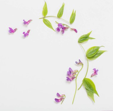 Beyaz arka planda pembe yabani çiçekler