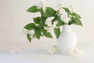 Beyaz arkaplanda seramik vazoda yasemin çiçekleri