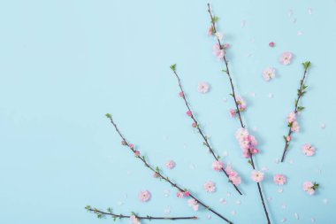 Mavi arka planda çiçek açan badem dalları