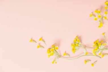 Turuncu kağıtta sarı çuha çiçeği. Kağıt zemin üzerinde.