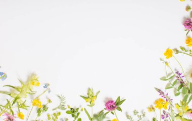 Beyaz arka planda güzel yabani çiçekler