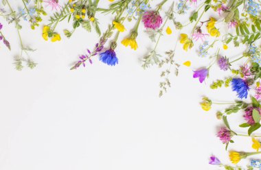 Beyaz arka planda güzel yabani çiçekler