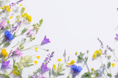 Beyaz arka planda güzel yabani çiçekler