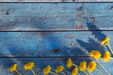 Dandelions eski ahşap zemin üzerine