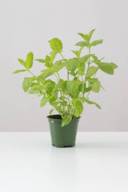 Beyaz arkaplanda yeşil saksıda nane şekeri