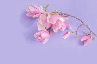 Renkli kağıt arkaplanda manolya çiçekleri