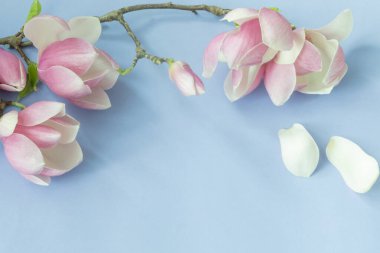 Renkli kağıt arkaplanda manolya çiçekleri