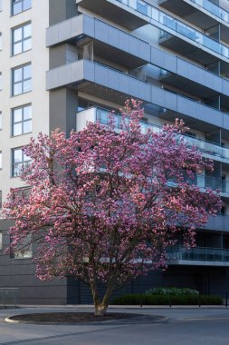 Modern şehirde çiçek açan manolya ağacı