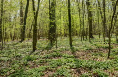 Bahar çiçekleriyle güneş ışığında bahar ormanı