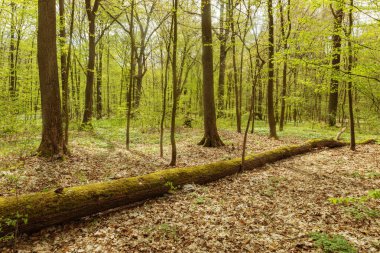 Bahar çiçekleriyle güneş ışığında bahar ormanı
