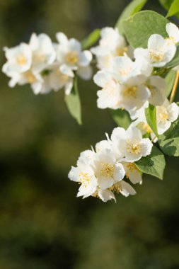 Yasemin çiçekleri güneş ışığında kapanıyor