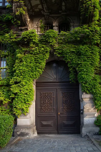 Avrupa 'da gün ışığında sarmaşıklı eski kahverengi kapı 