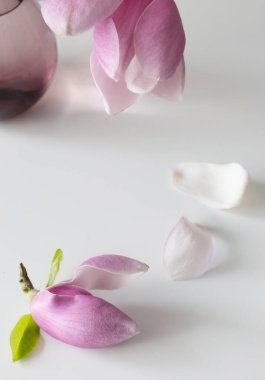 Beyaz masadaki cam vazoda manolya çelengi. Yakın plan.