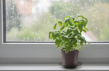 Pencere pervazında fesleğen bitkisi