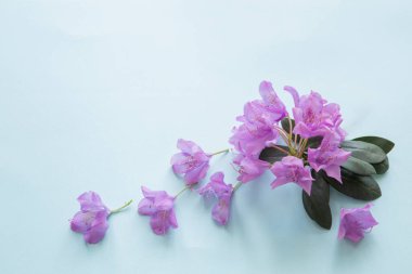 mavi arkaplanda rhododendron mor çiçekleri