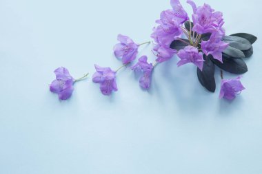 mavi arkaplanda rhododendron mor çiçekleri