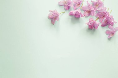 yeşil zemin üzerinde rhododendron mor çiçekleri