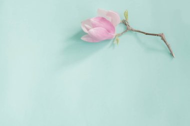 Renkli kağıt arkaplanda manolya çiçekleri