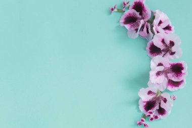 Mavi kağıt arkaplanda pelargonyum çiçekleri