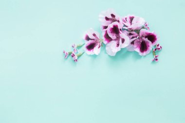 Mavi kağıt arkaplanda pelargonyum çiçekleri