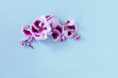Mavi kağıt arkaplanda pelargonyum çiçekleri