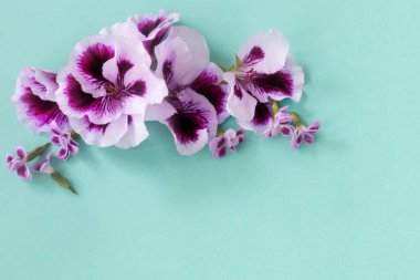 Mavi kağıt arkaplanda pelargonyum çiçekleri