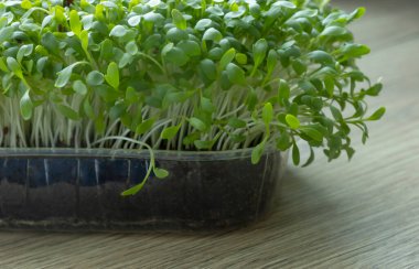 Tahta masadaki mikroyeşiller. Kapatın.