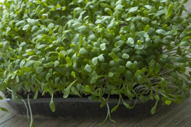 Tahta masadaki mikroyeşiller. Kapatın.