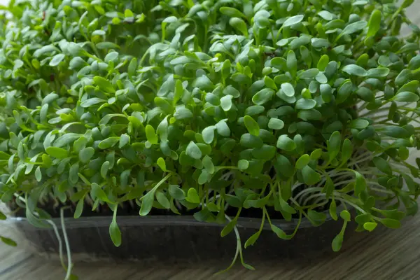 Tahta masadaki mikroyeşiller. Kapatın.