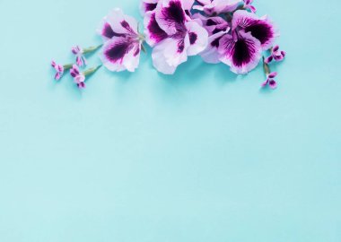 Mavi kağıt arkaplanda pelargonyum çiçekleri