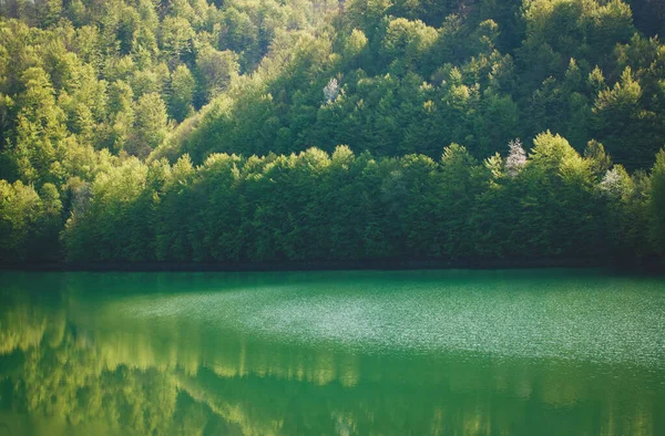 緑の木の丘と朝の日差しと夏の湖 — ストック写真